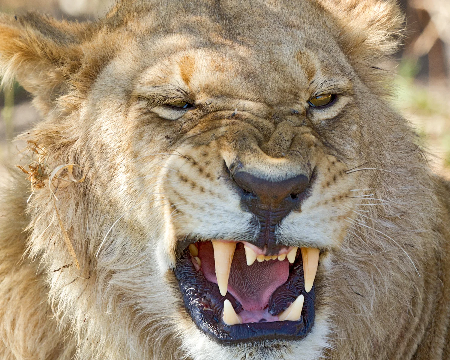 Lion snarl 8 bit sRGB MG_9188-2  Website.jpg