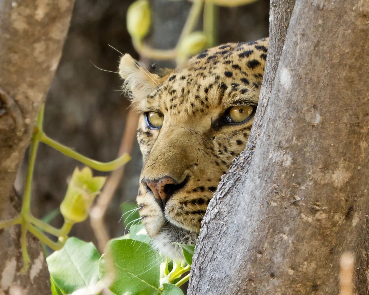 NHPL Peeping Leopard _MG_6759  Website.jpg