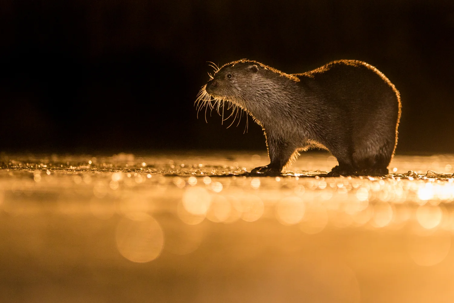 otter _70R1531  Website.jpg