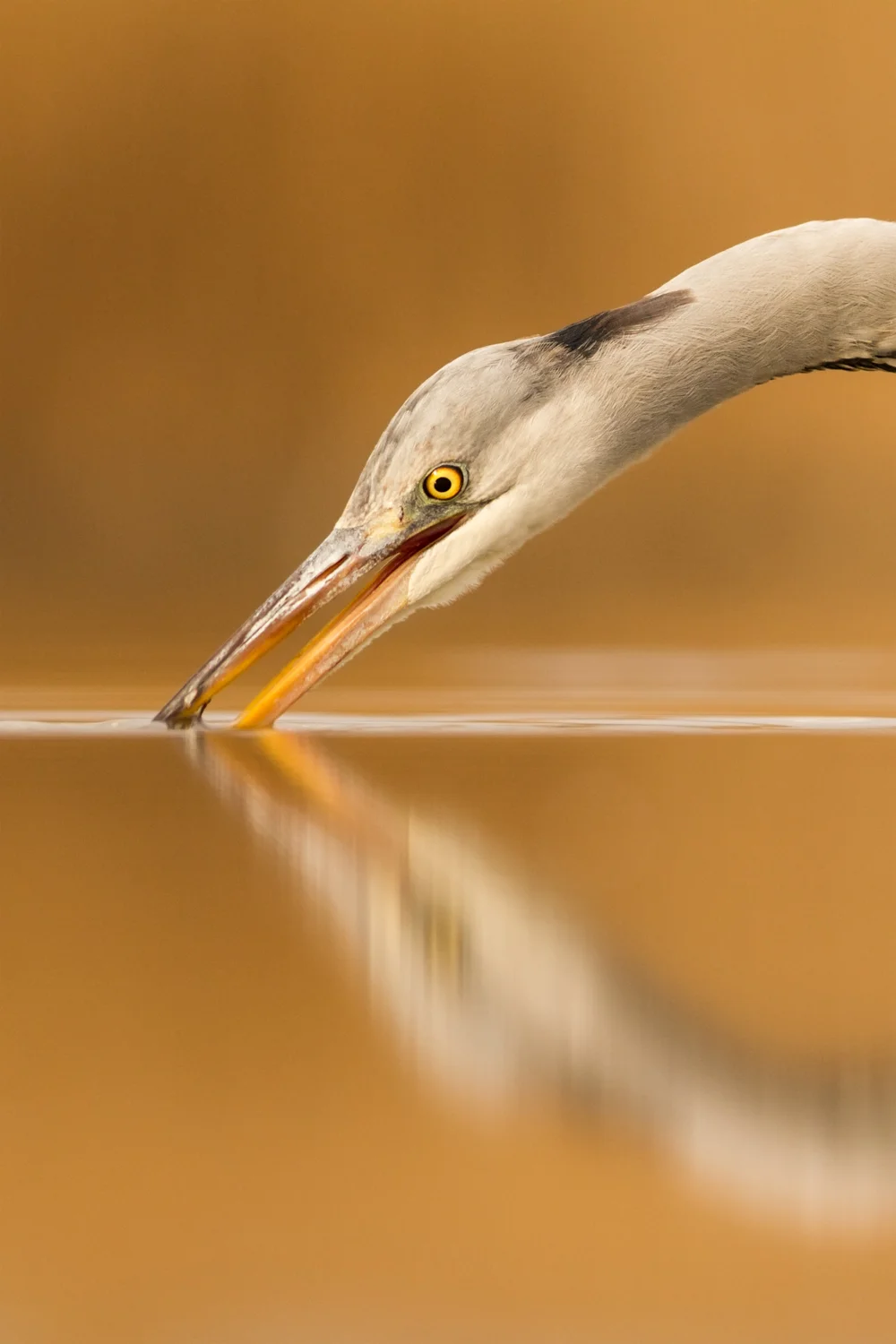 PP_-2899  Website.jpg