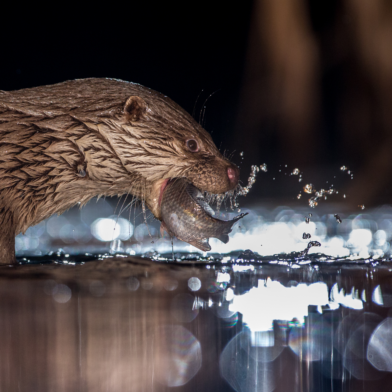 otter head _D5A9208-Edit  Website.jpg