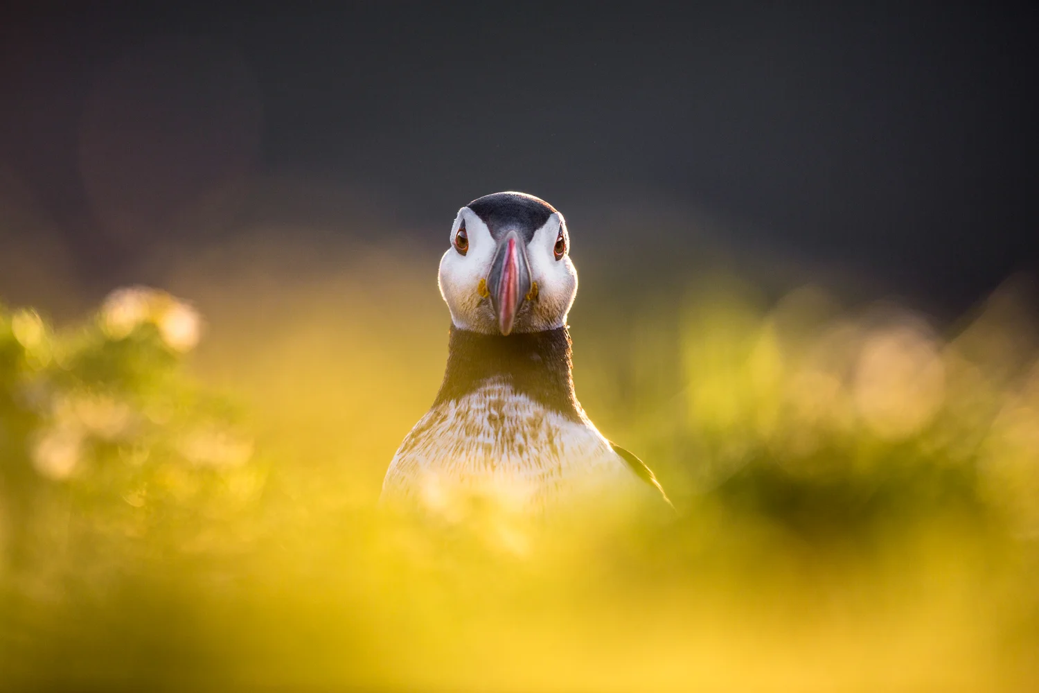 puffin lab color _D5A4467  Website.jpg