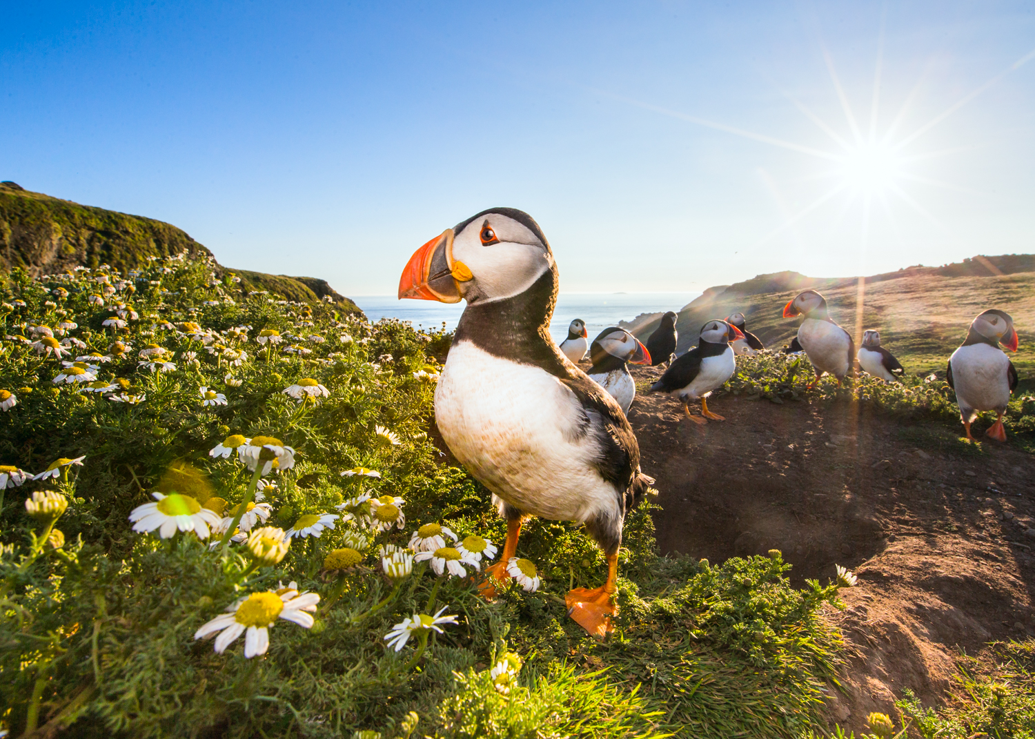 puffin wide angle sunset lab color _70R7081  Website.jpg