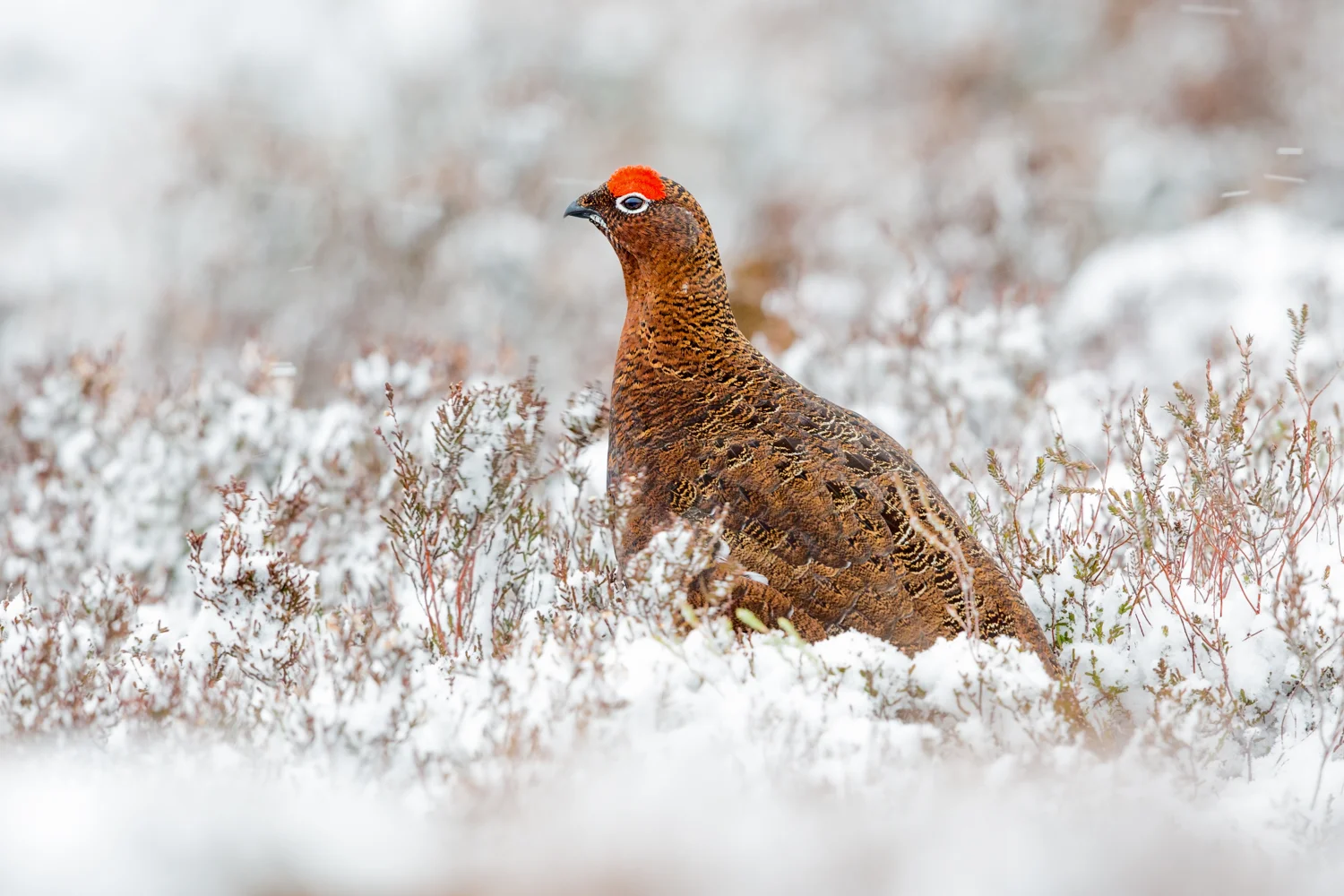 Red grouse 8 bit sRGB  _D5A9983 as Smart Object-1  Website.jpg