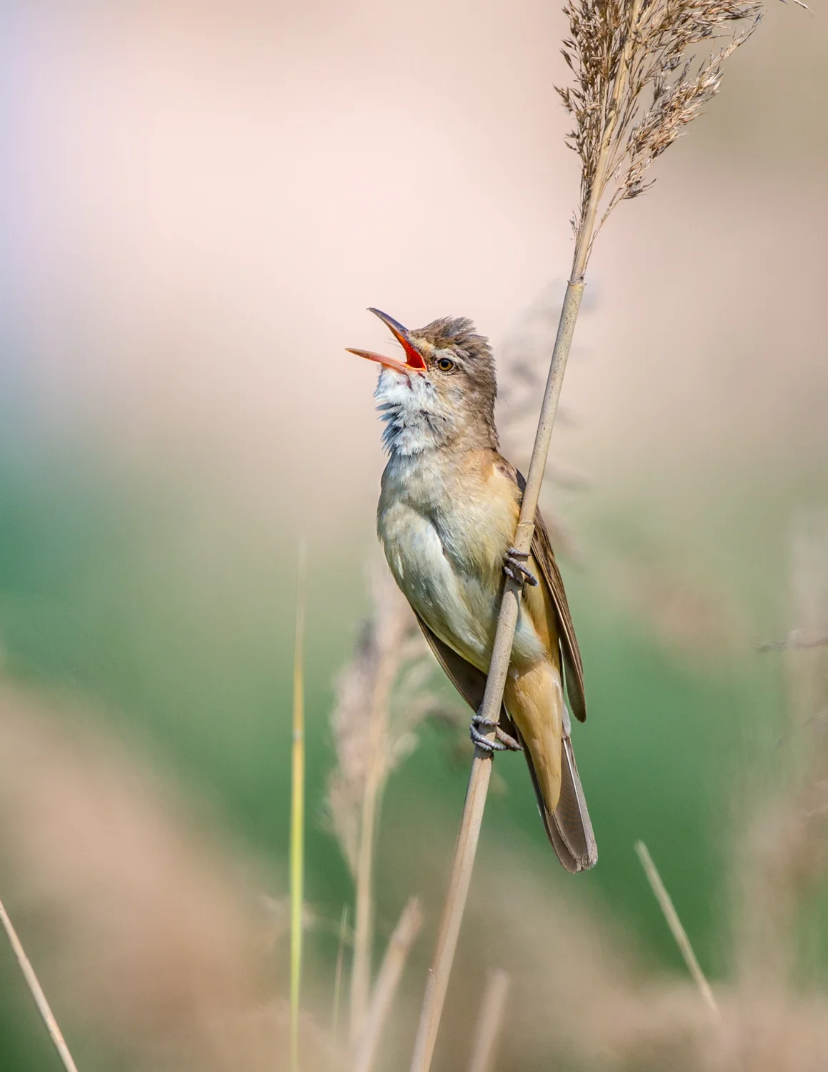 reed warbler lab color _70R8330  Website.jpg