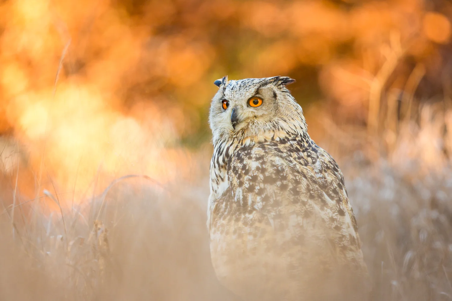 Siberean eagle owl 8 bit sRGB  -7405  Website.jpg