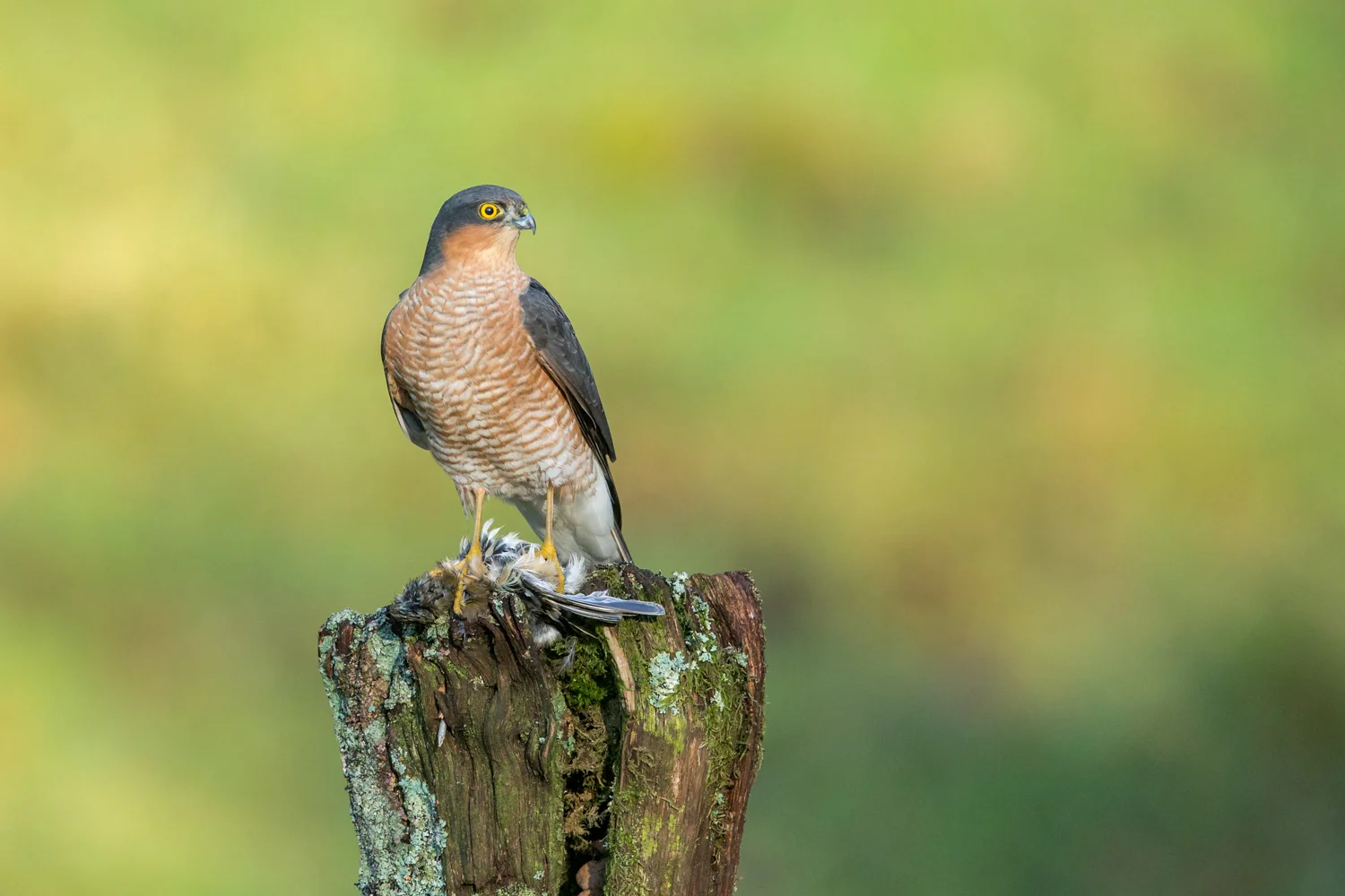 sparrowhawk _70R2650  Website.jpg