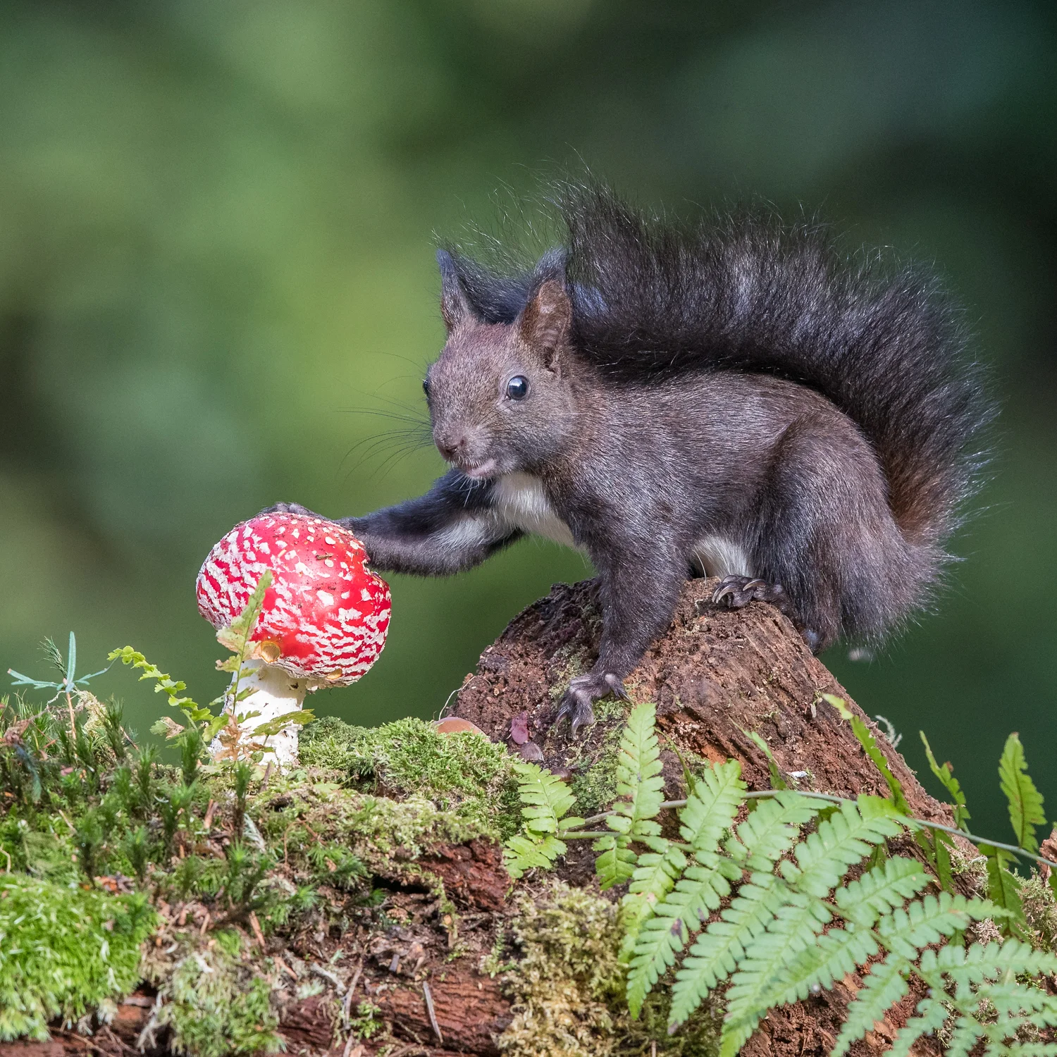 squirrel touching fly agaric Ausstria 2016-10-2400179  Website.jpg