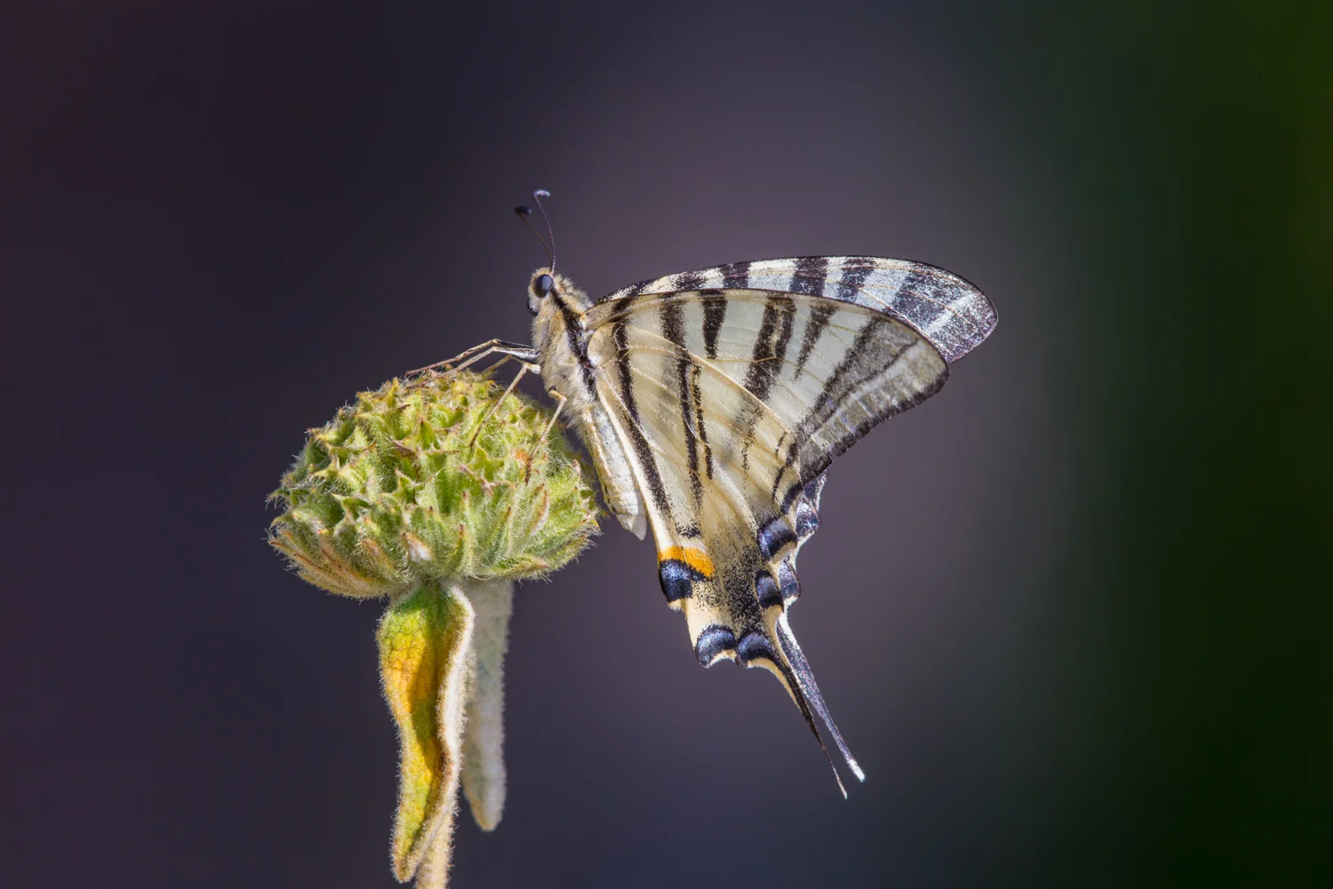 swallow tail lab color _70R1357  Website.jpg