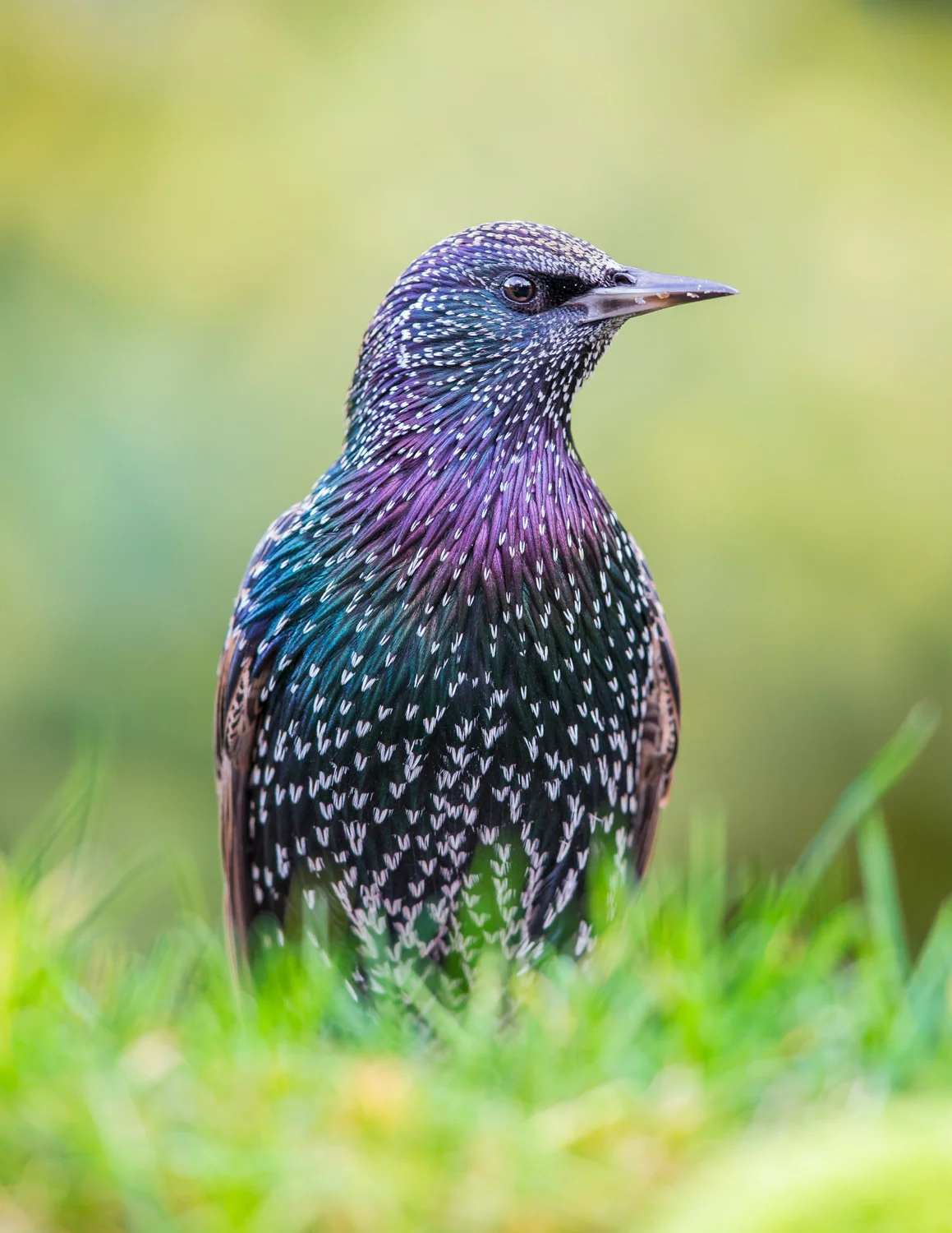 starling lab color _70R5127-2  Website.jpg