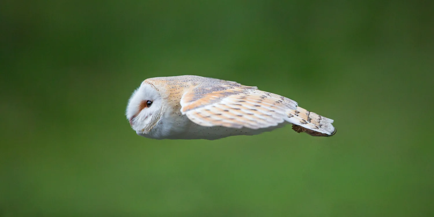 varn owl lab color_70R4966  Website.jpg