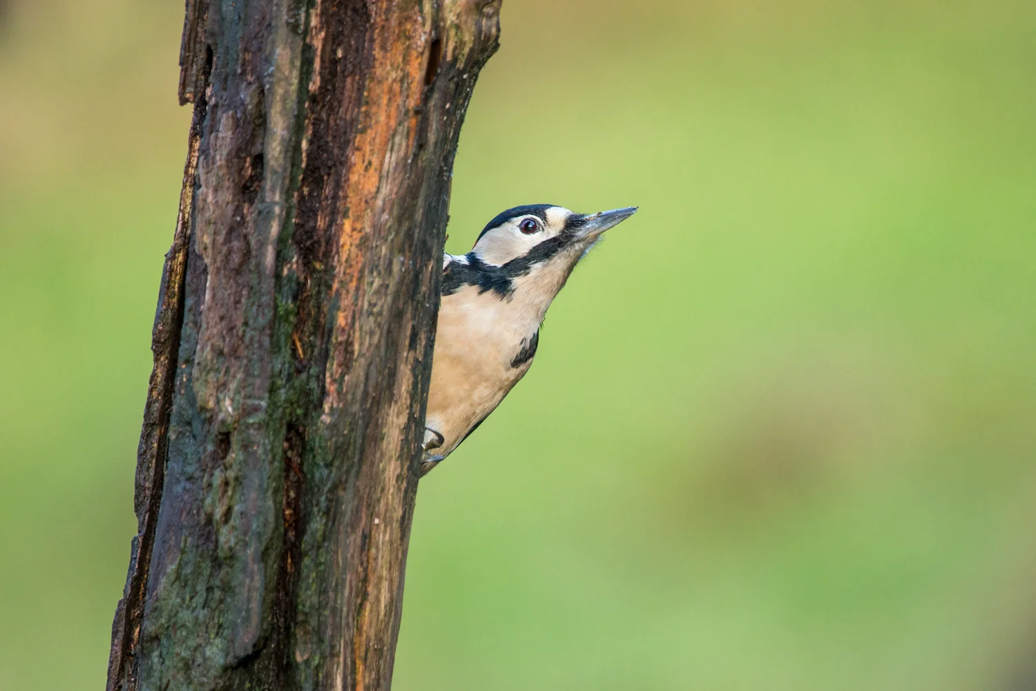woodpecker _70R2554  Website.jpg