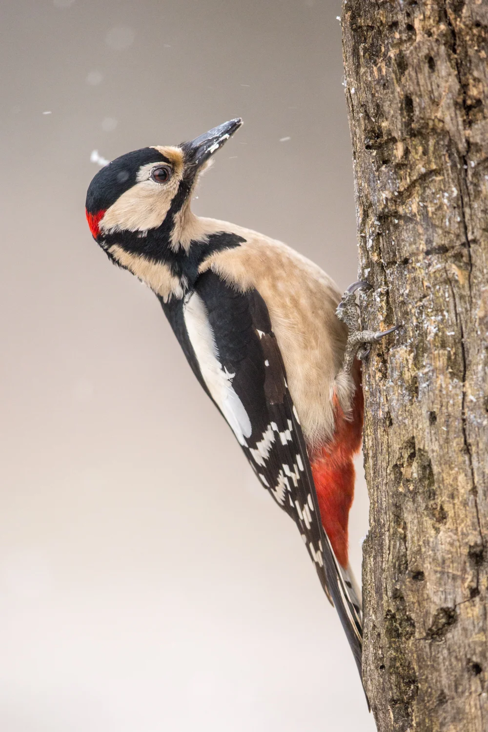 woodpecker lab color _D5A9294  Website.jpg