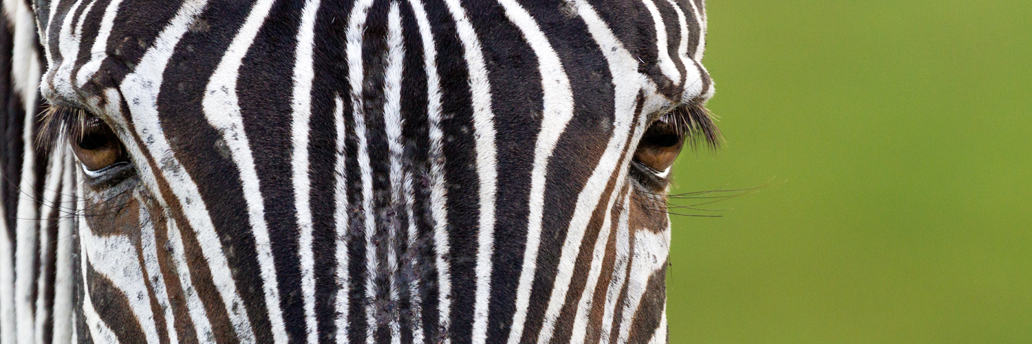 Zebra eyes 8 bit sRGB  Website.jpg
