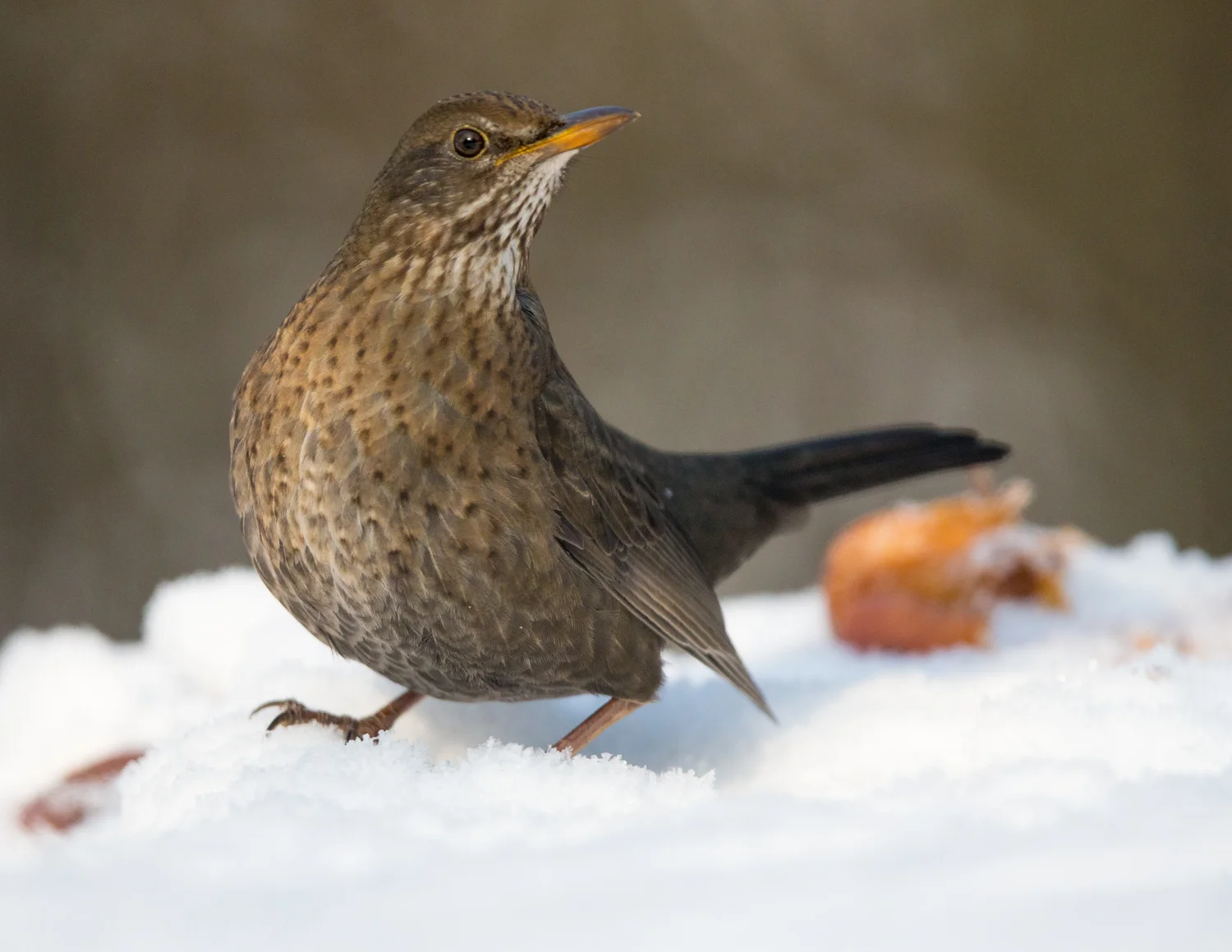 blackbird _70R9925  Website.jpg