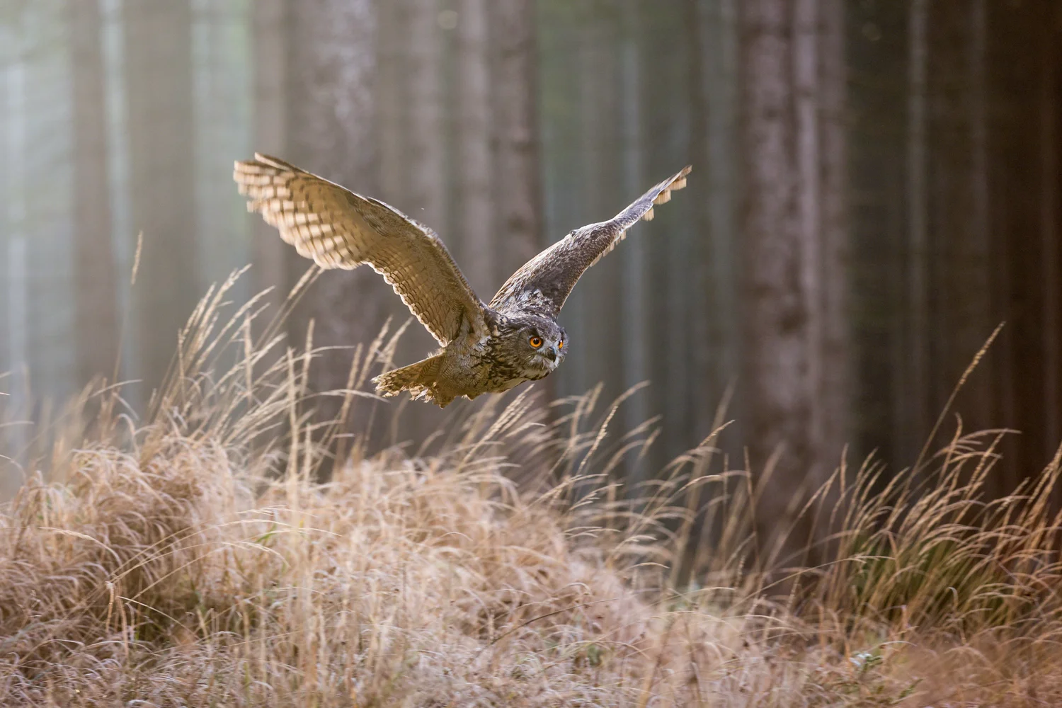 Eagle owl 8 bit sRGB DIGIMARC t-6074  Website.jpg