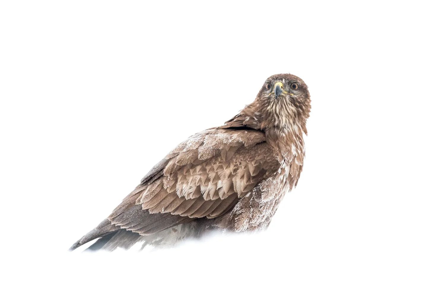 buzzard noise reduction_A8I2551-Edit  Website.jpg