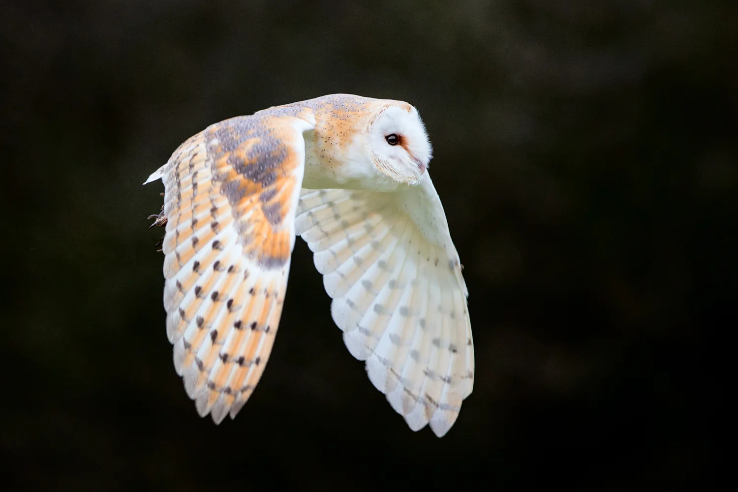 barn owl D70R1748.jpg