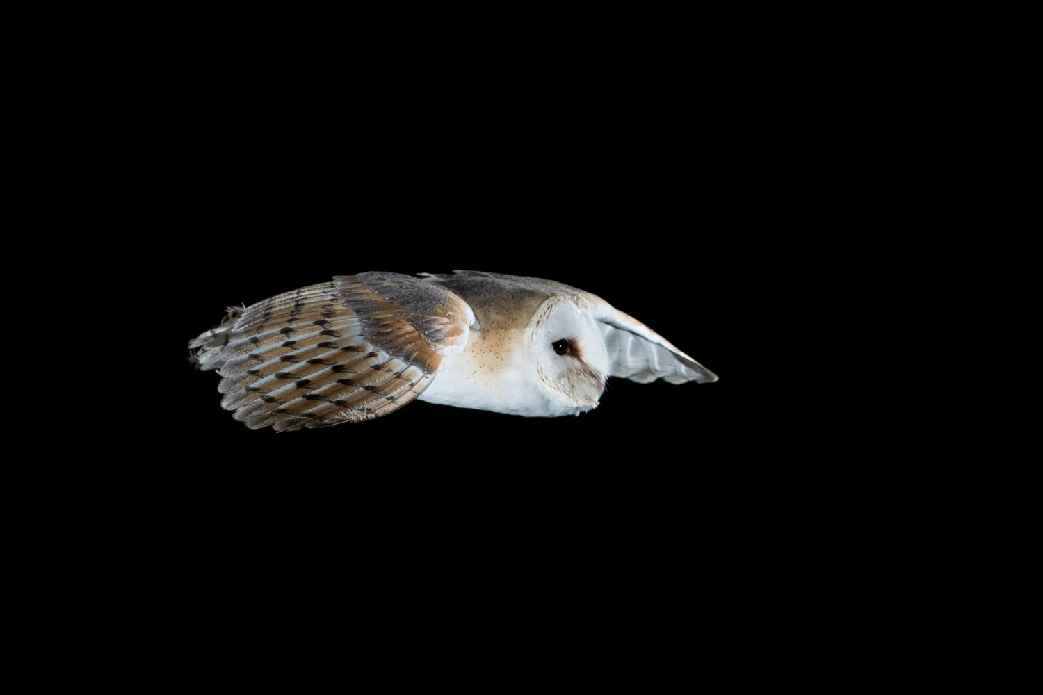barn owl flying no back light _A8I6263.jpg