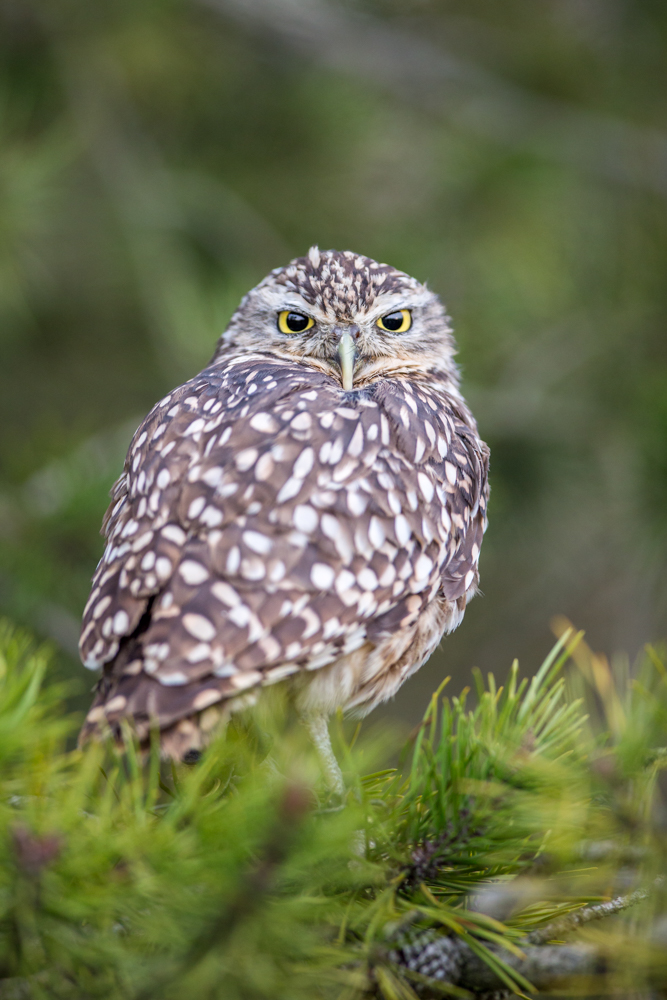 burrowing owl lab color D70R1640.jpg