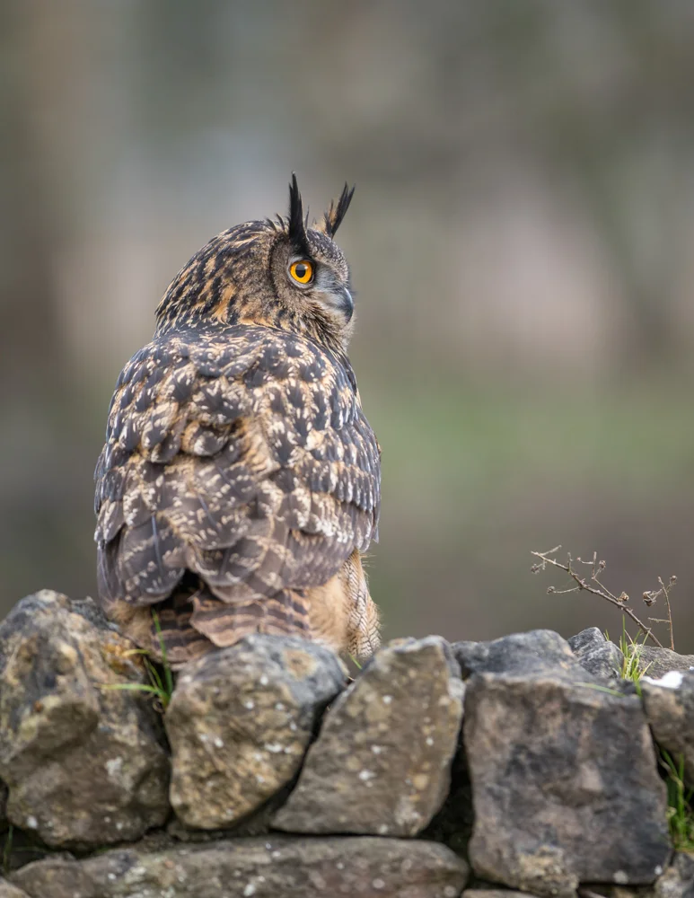 Eagle owl lab color _70R1515.jpg