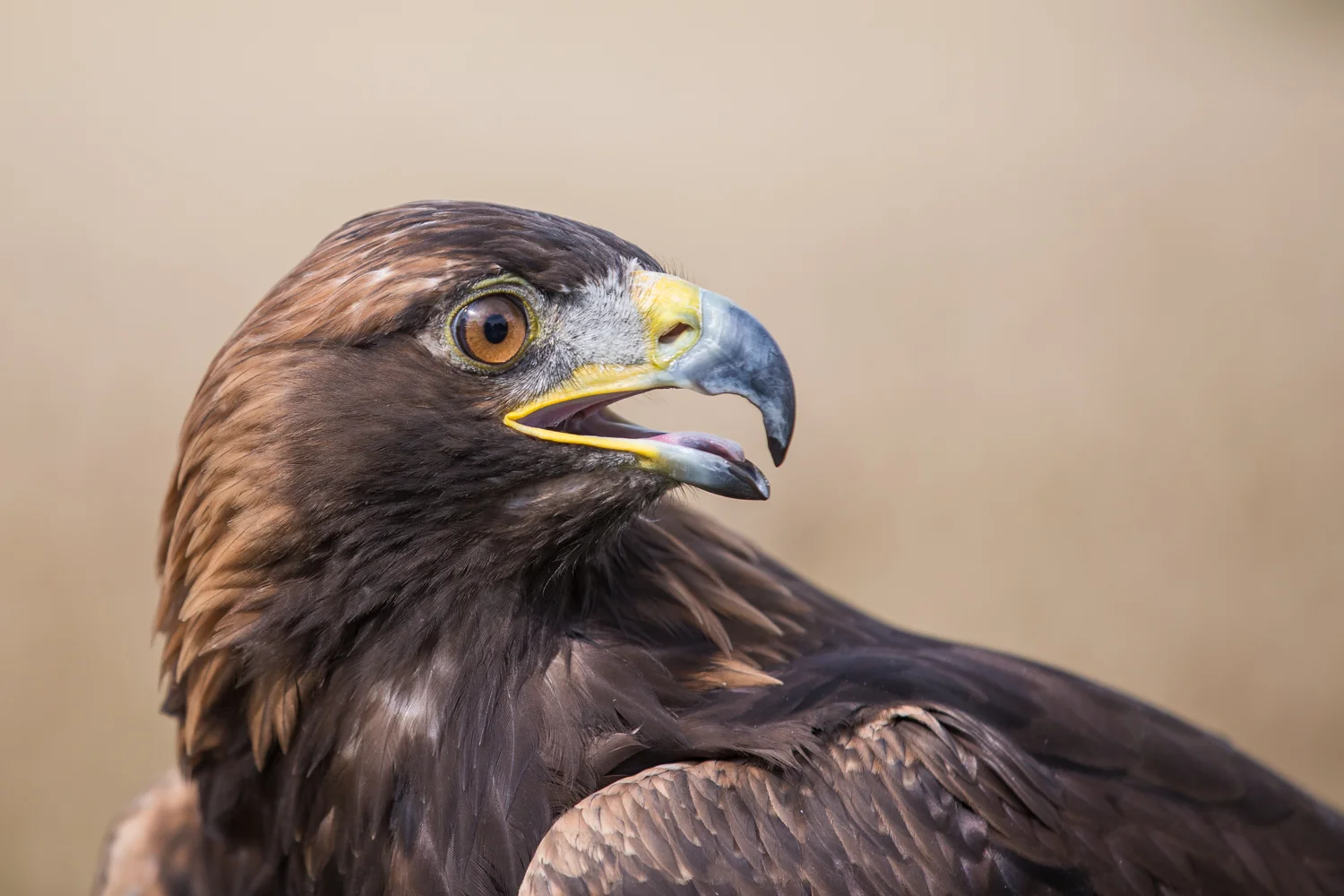 eagle lab color _70R1502.jpg