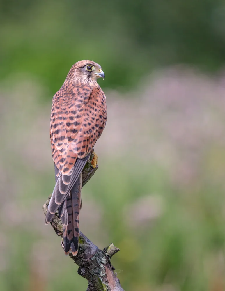 kestrel lab color _70R1492.jpg