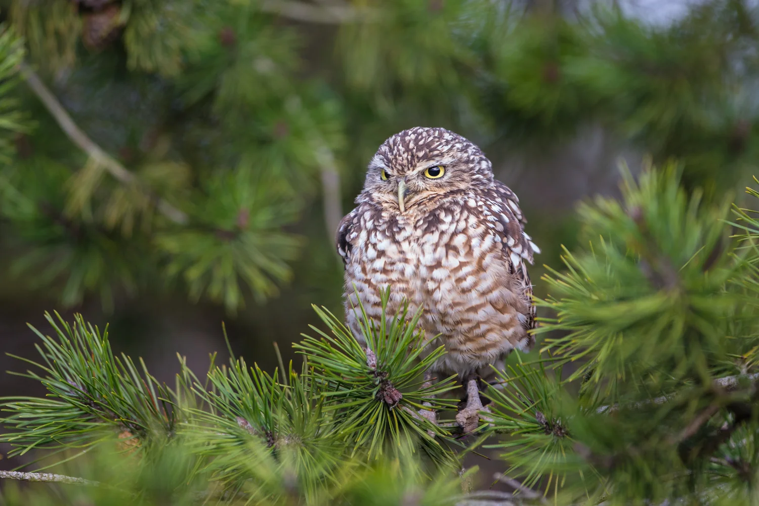 owl lab color D70R1650.jpg