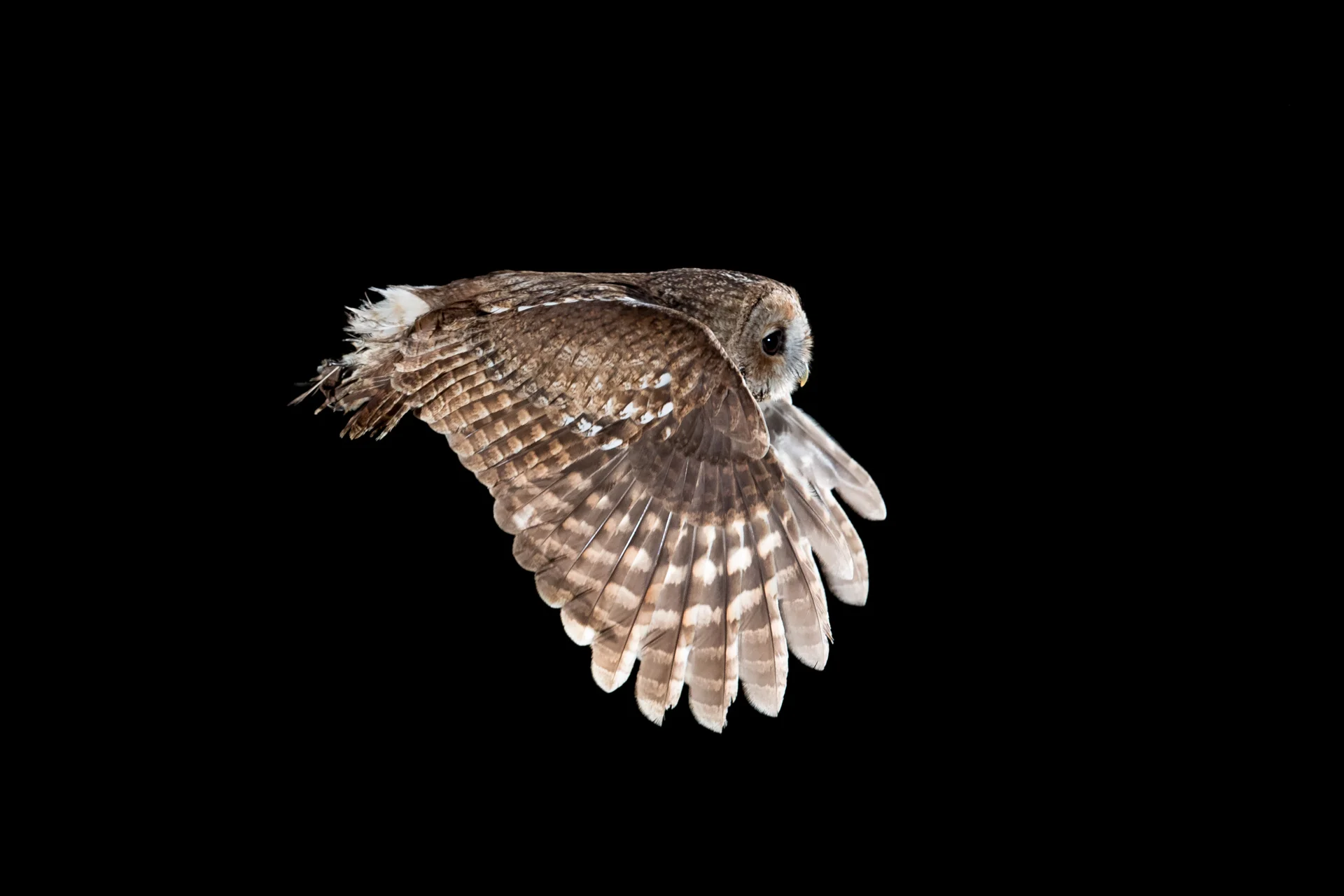 tawny owl flying backlight flash _A8I6270.jpg