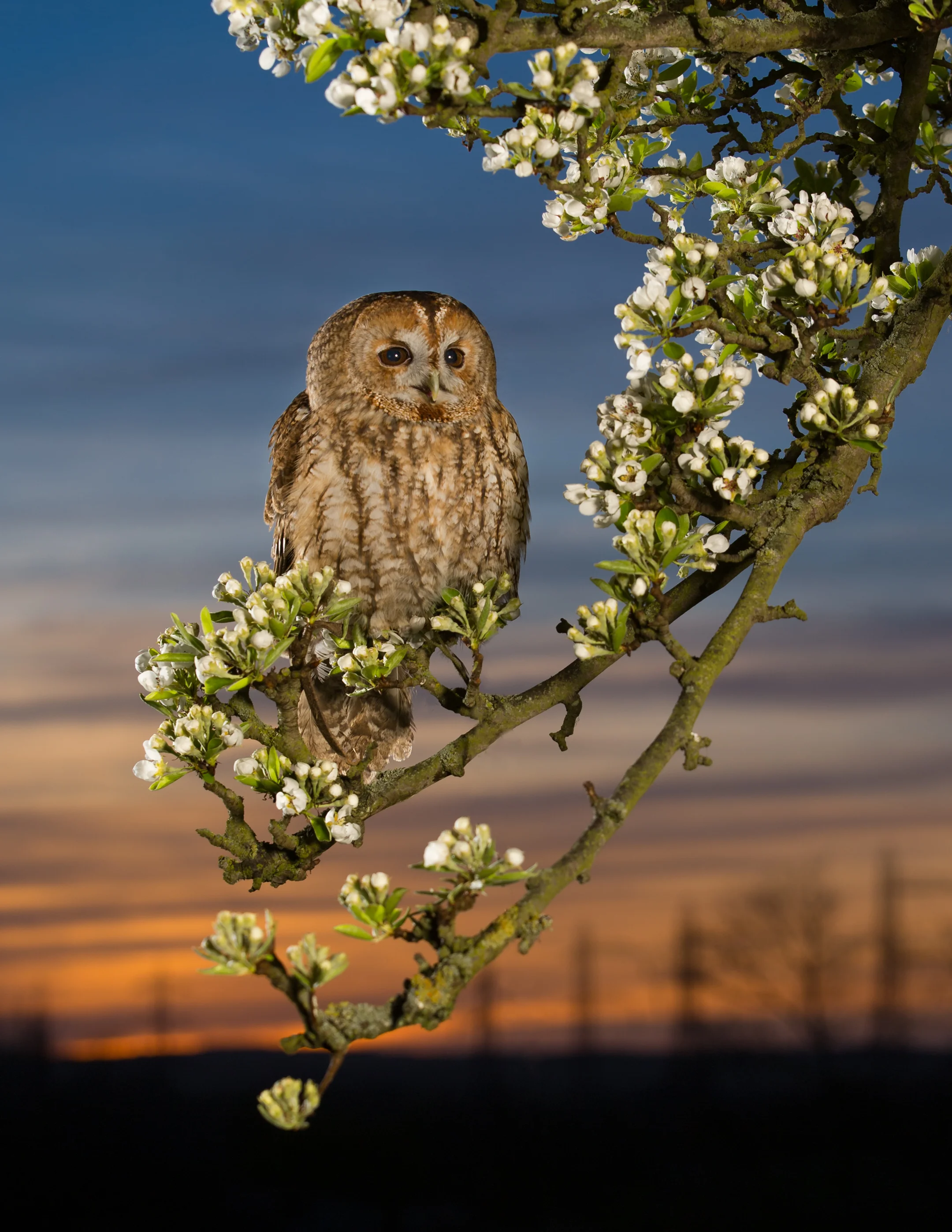 tawny owl lab color _70R4447.jpg