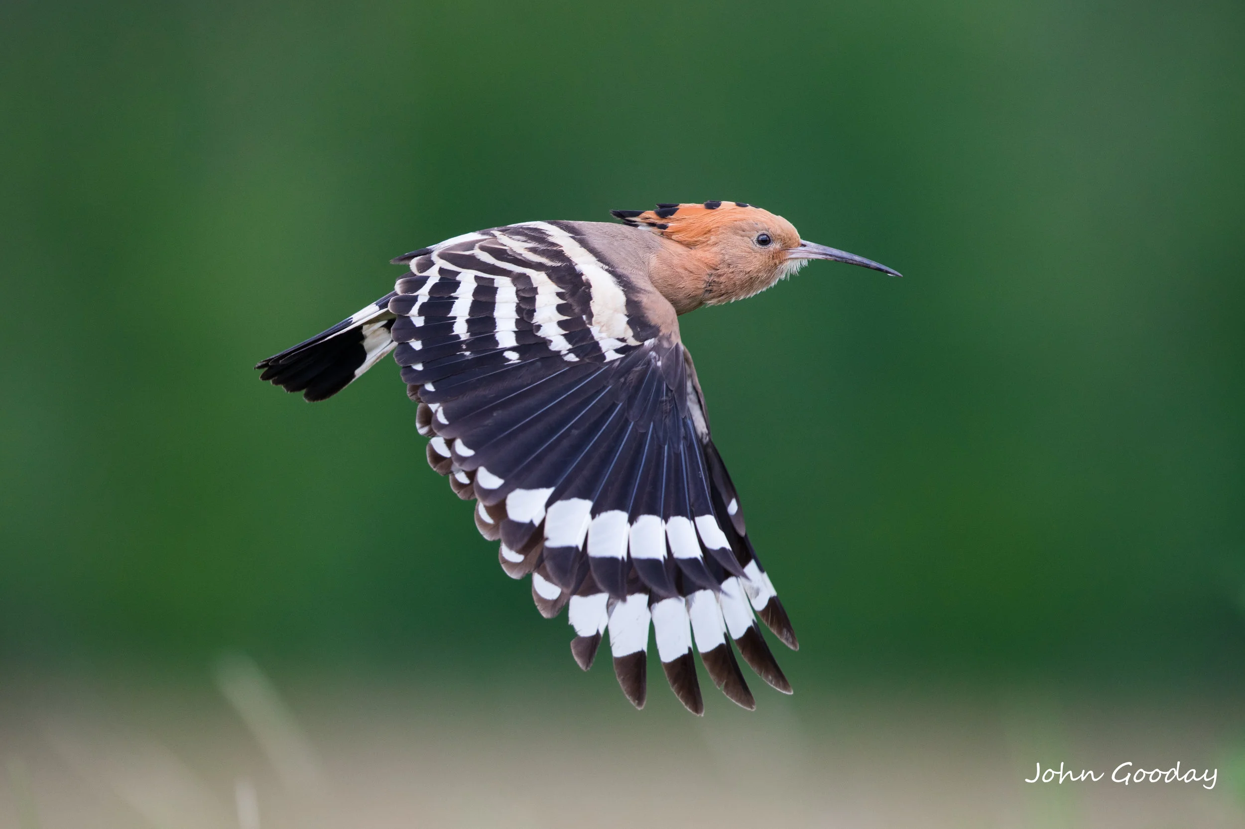 hoopoe _A8I2283.jpg