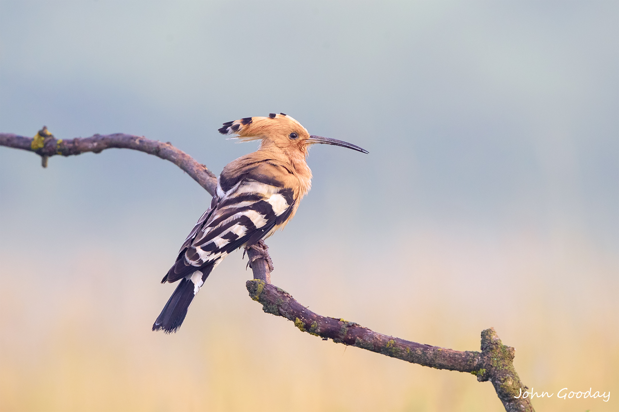 Hoopoe
