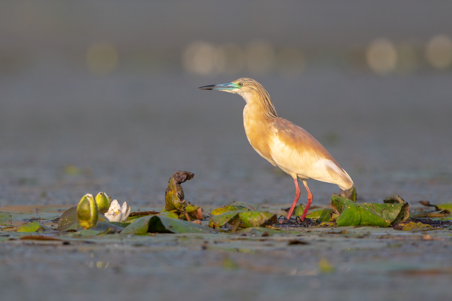 Squacco Heron
