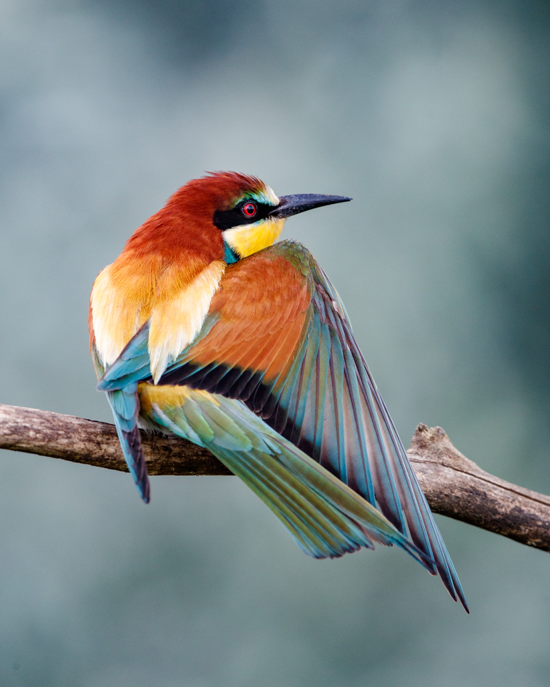 European Bee Eater