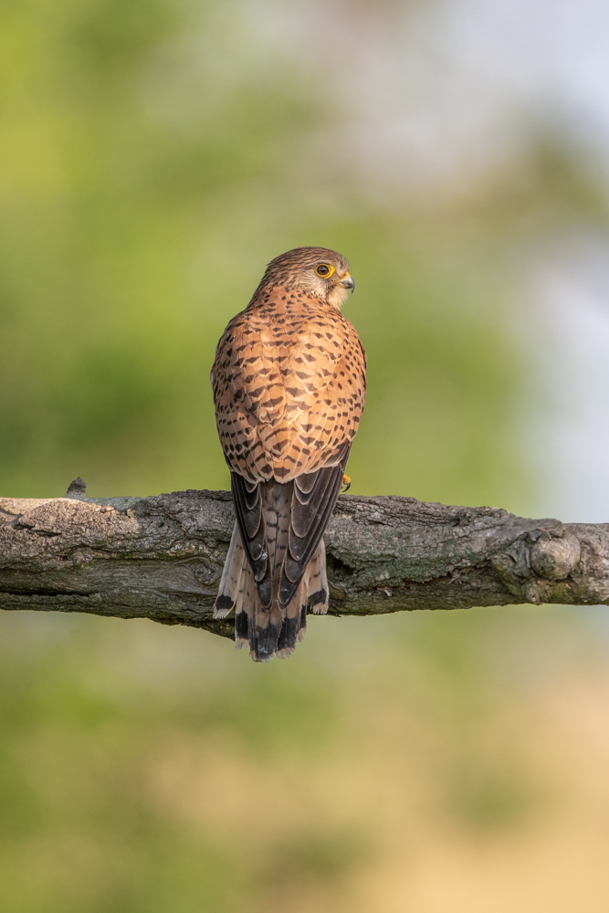 Female Common Kestrel