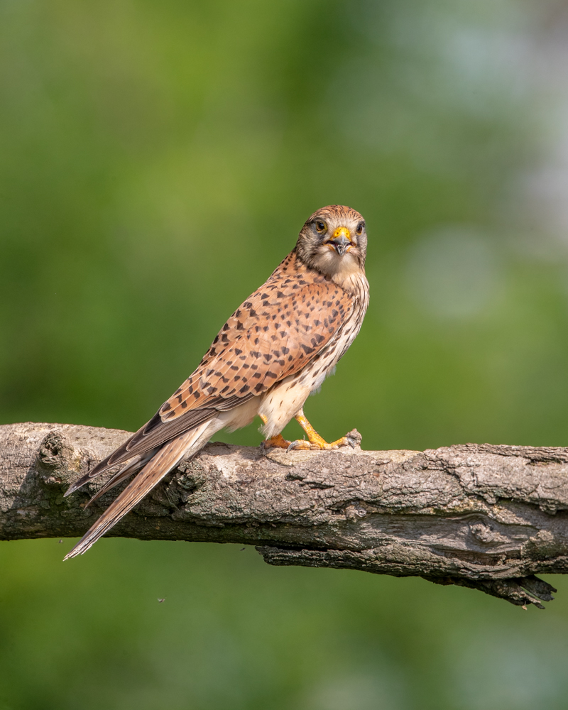 Female Common Kestrel