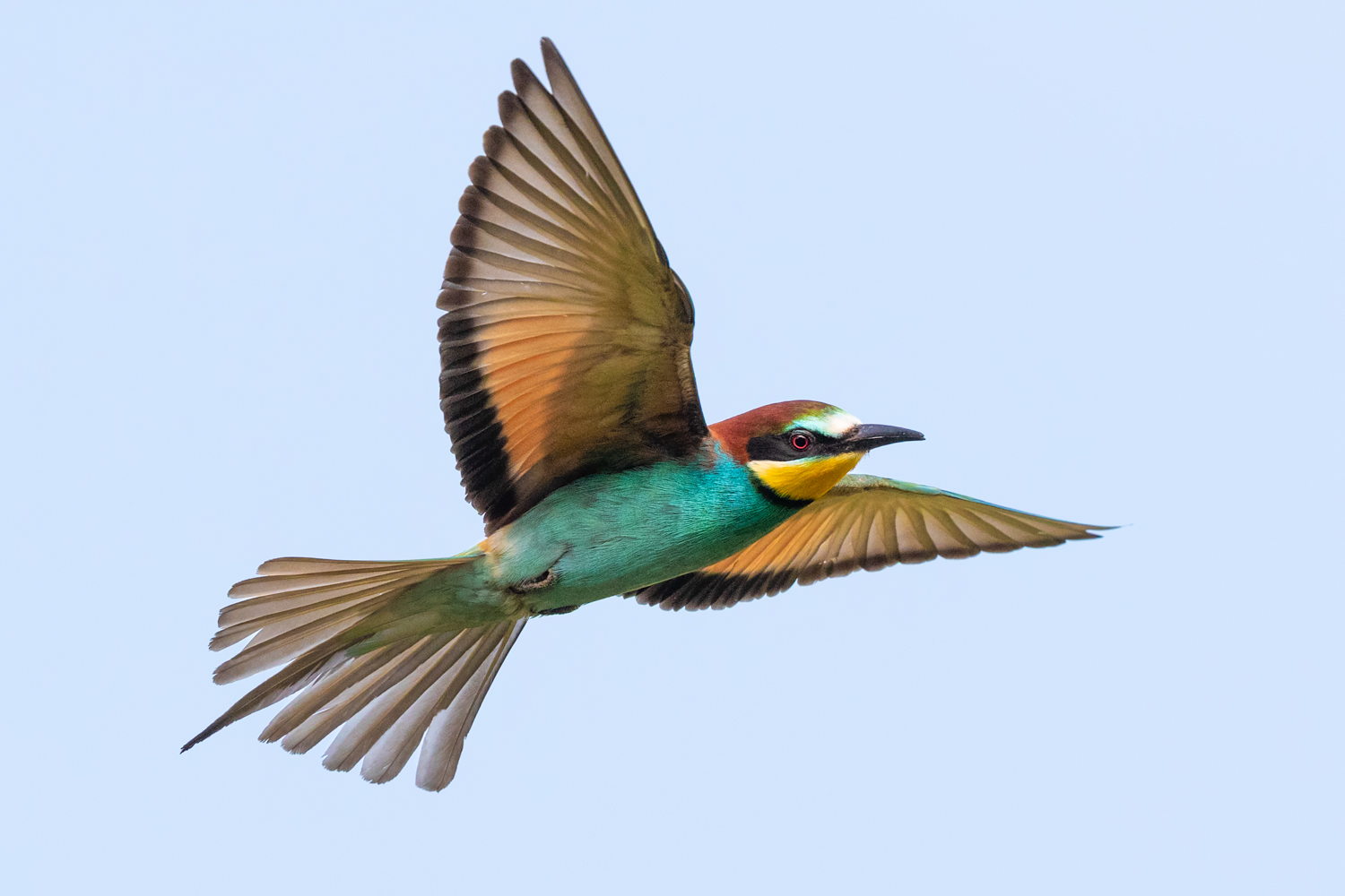 European Bee Eater
