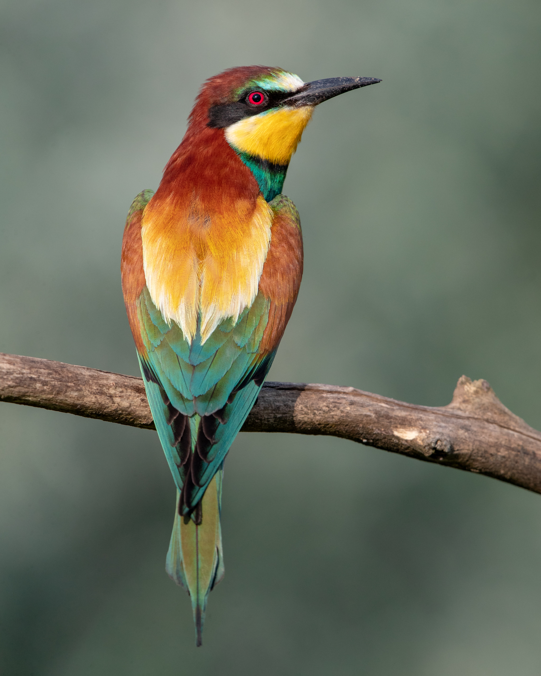 European Bee Eater
