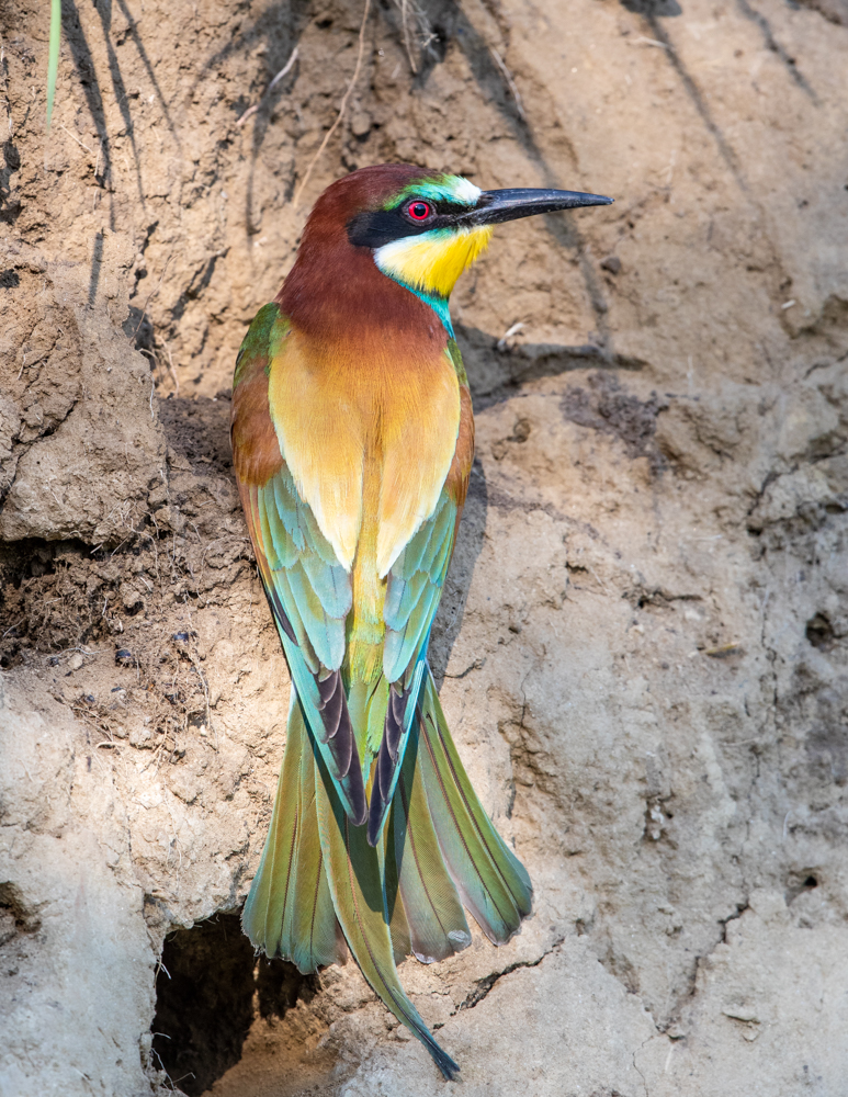 European Bee Eater