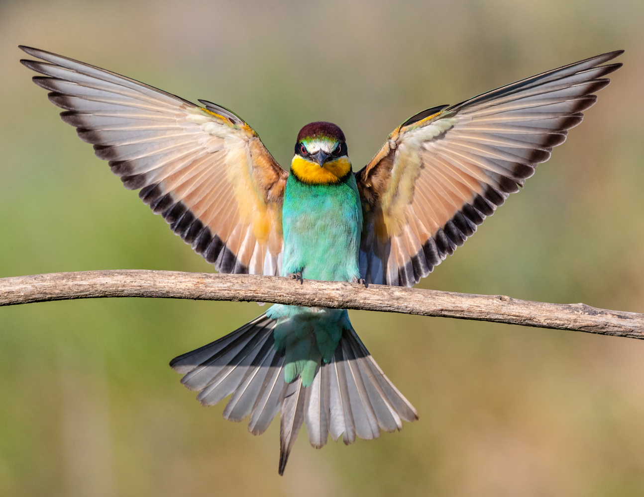 European Bee Eater