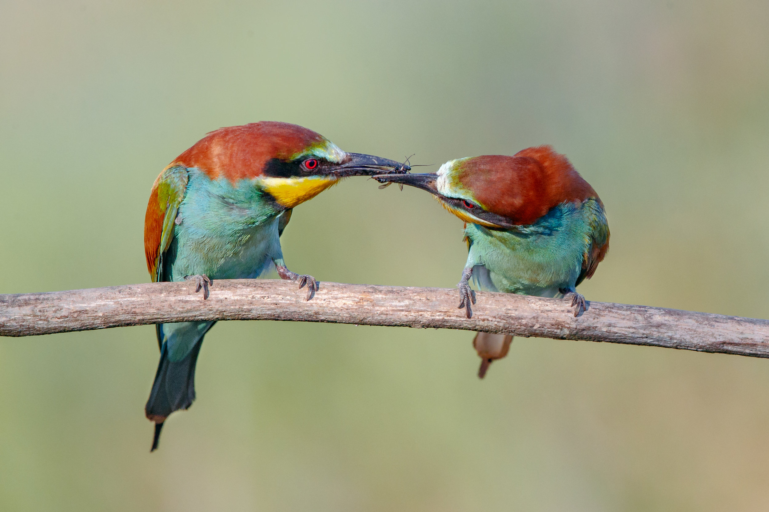 European Bee Eater Courtship Ritual