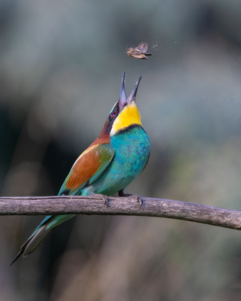 European Bee Eater