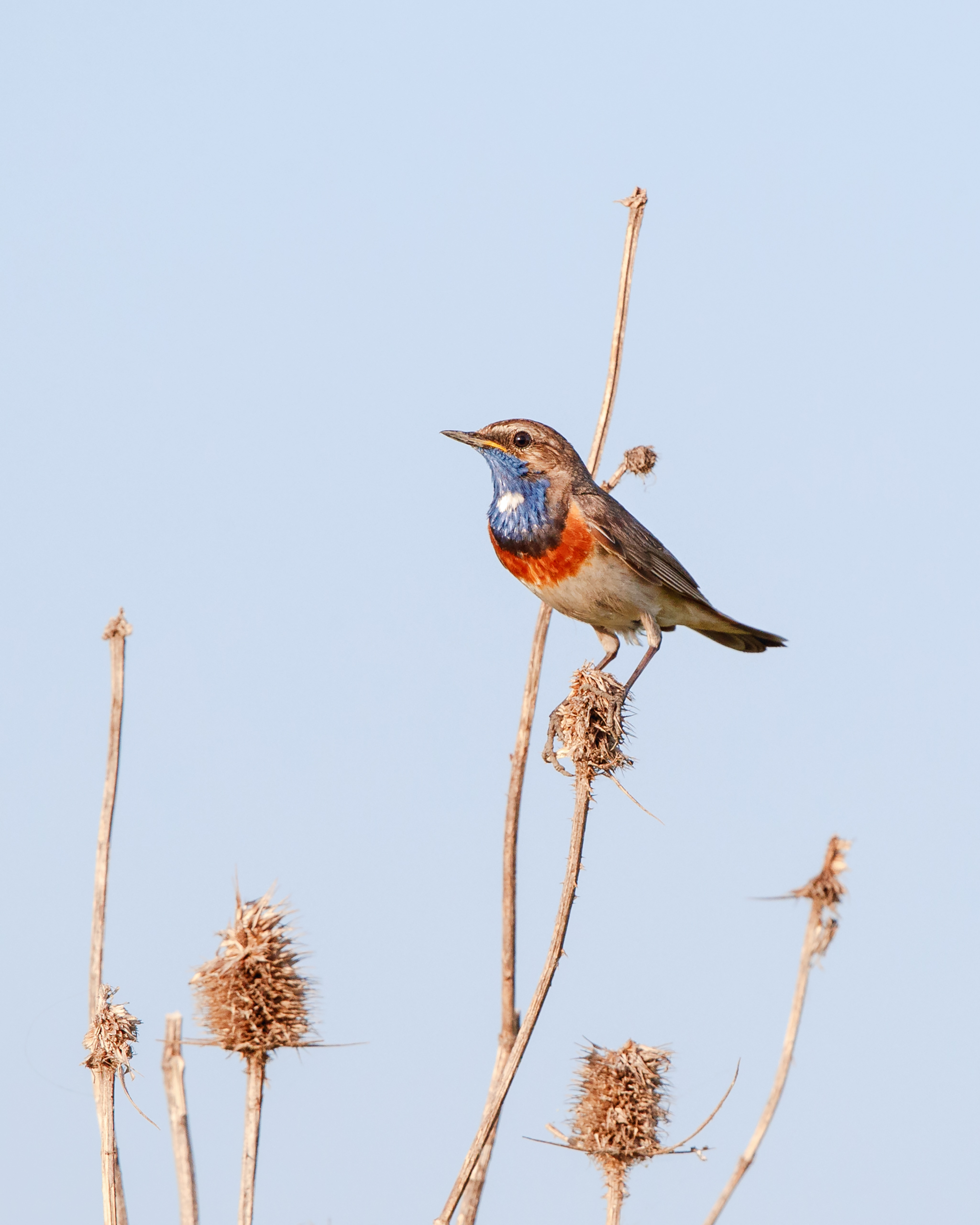 Bluethroat
