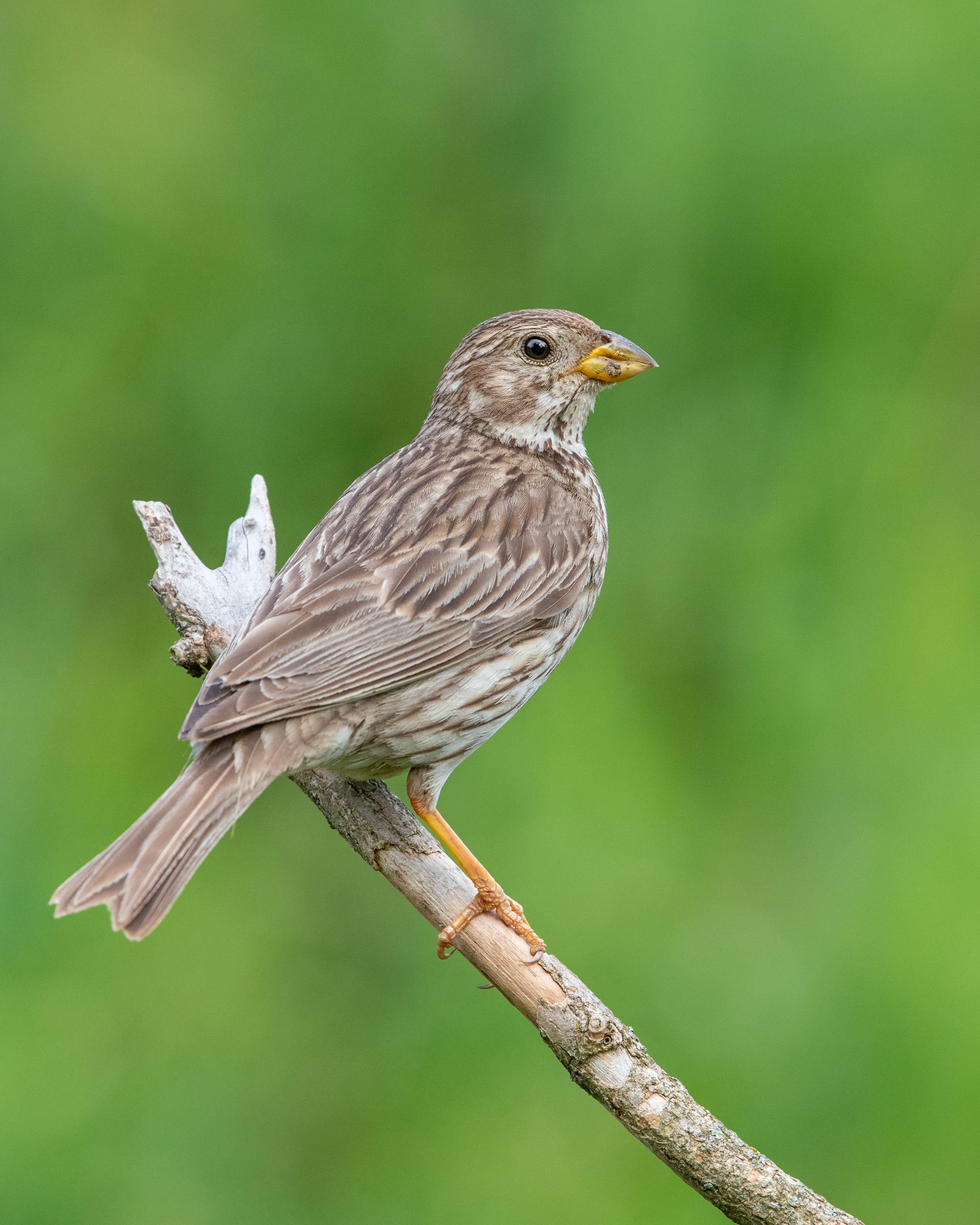 Corn Bunting