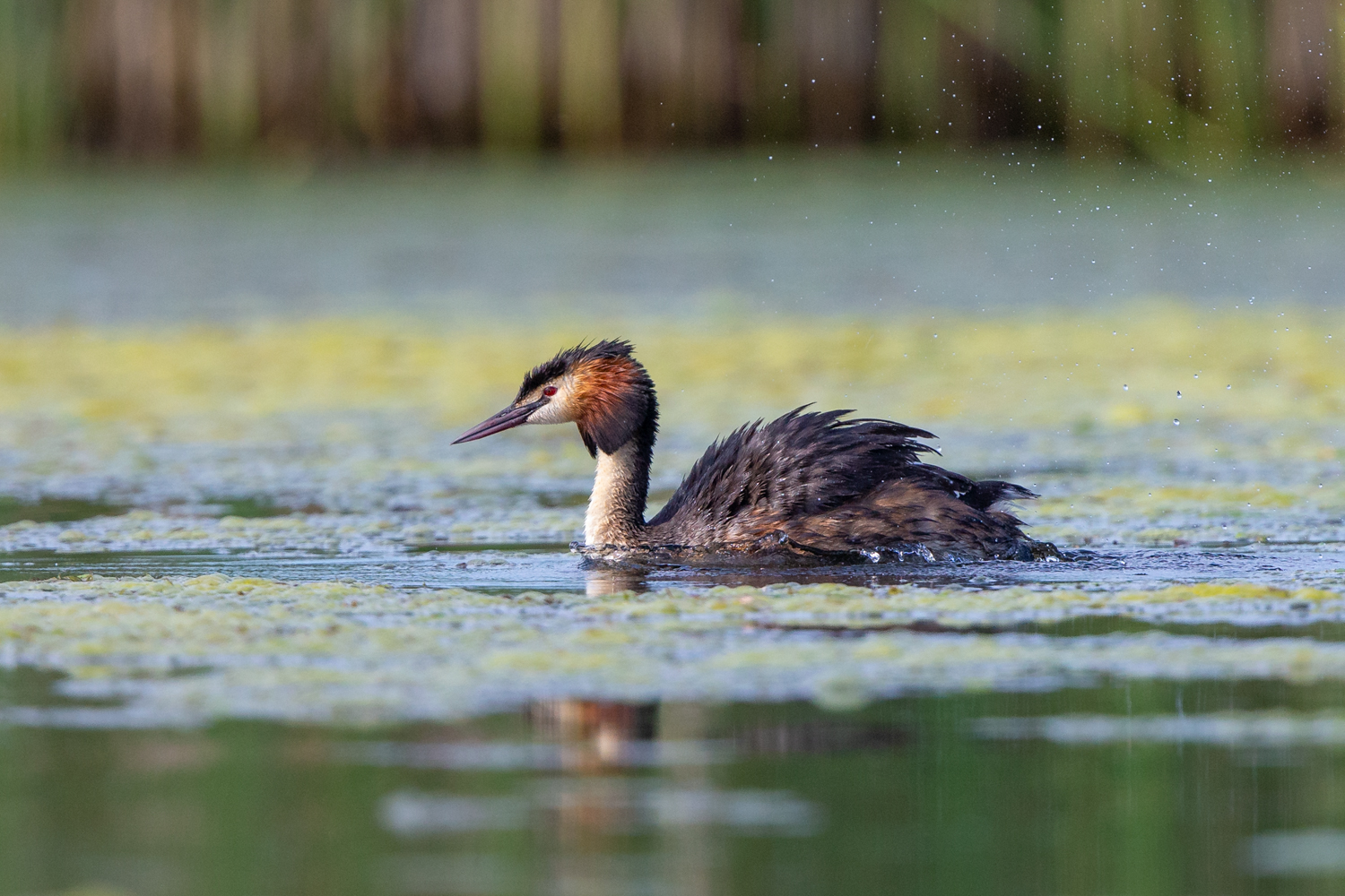 grebe lab color _70R9751.jpg