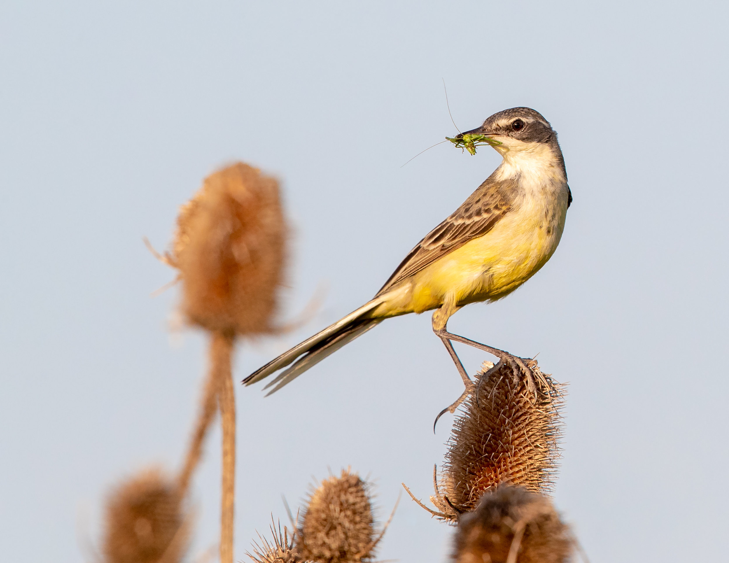 grey wagtail _A8I2131.jpg