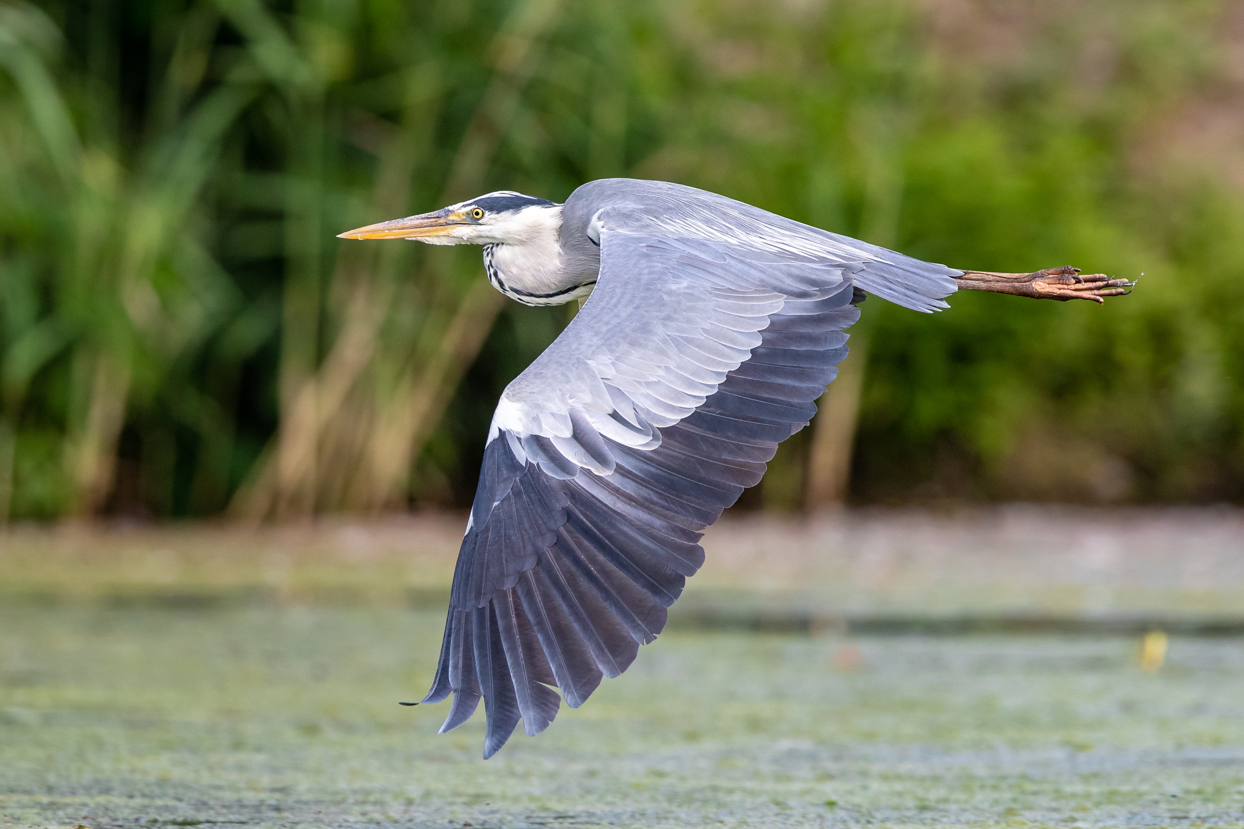 heron noise reduction _A8I4604.jpg