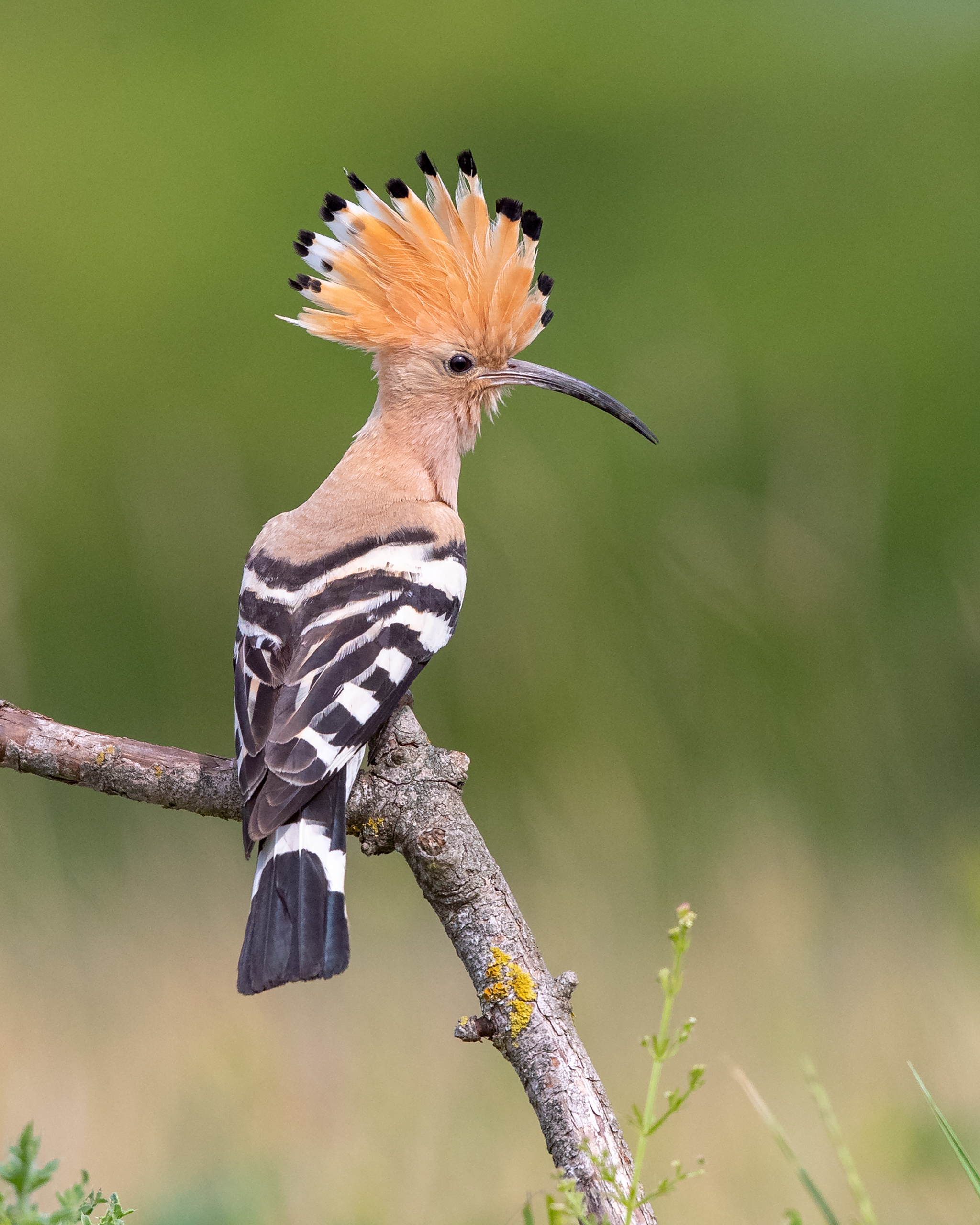 hoopoe crest _A8I0554.jpg