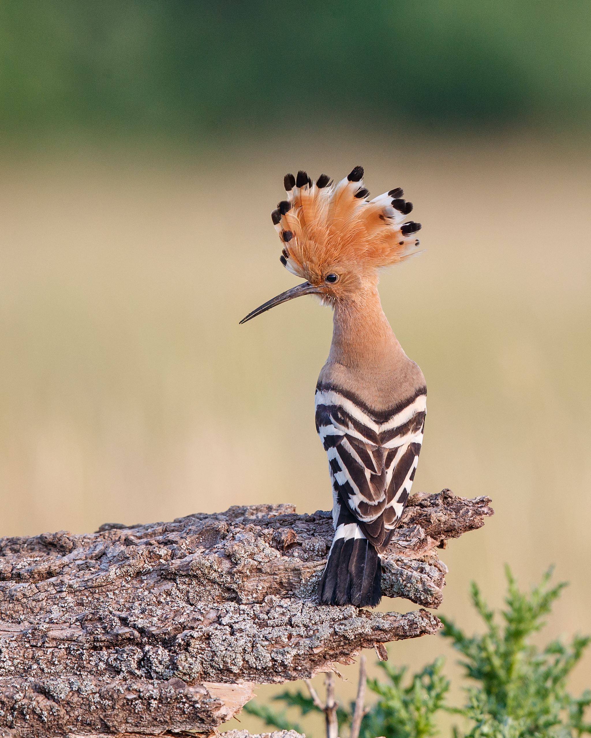 hoopoe crest _A8I1213.jpg