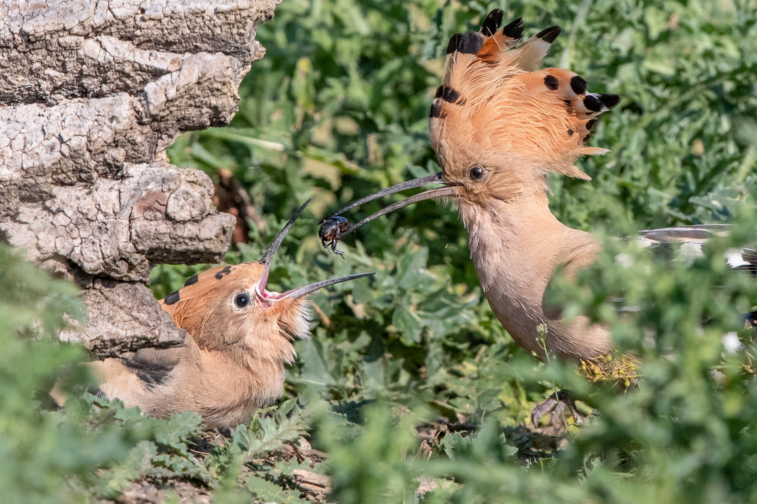 hoopoe feeding _A8I1702.jpg